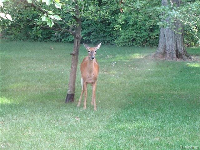 29218 Cotton Road New Baltimore, MI 48047 - Photo 14 of 14 IMG_0415 (Small).JPG