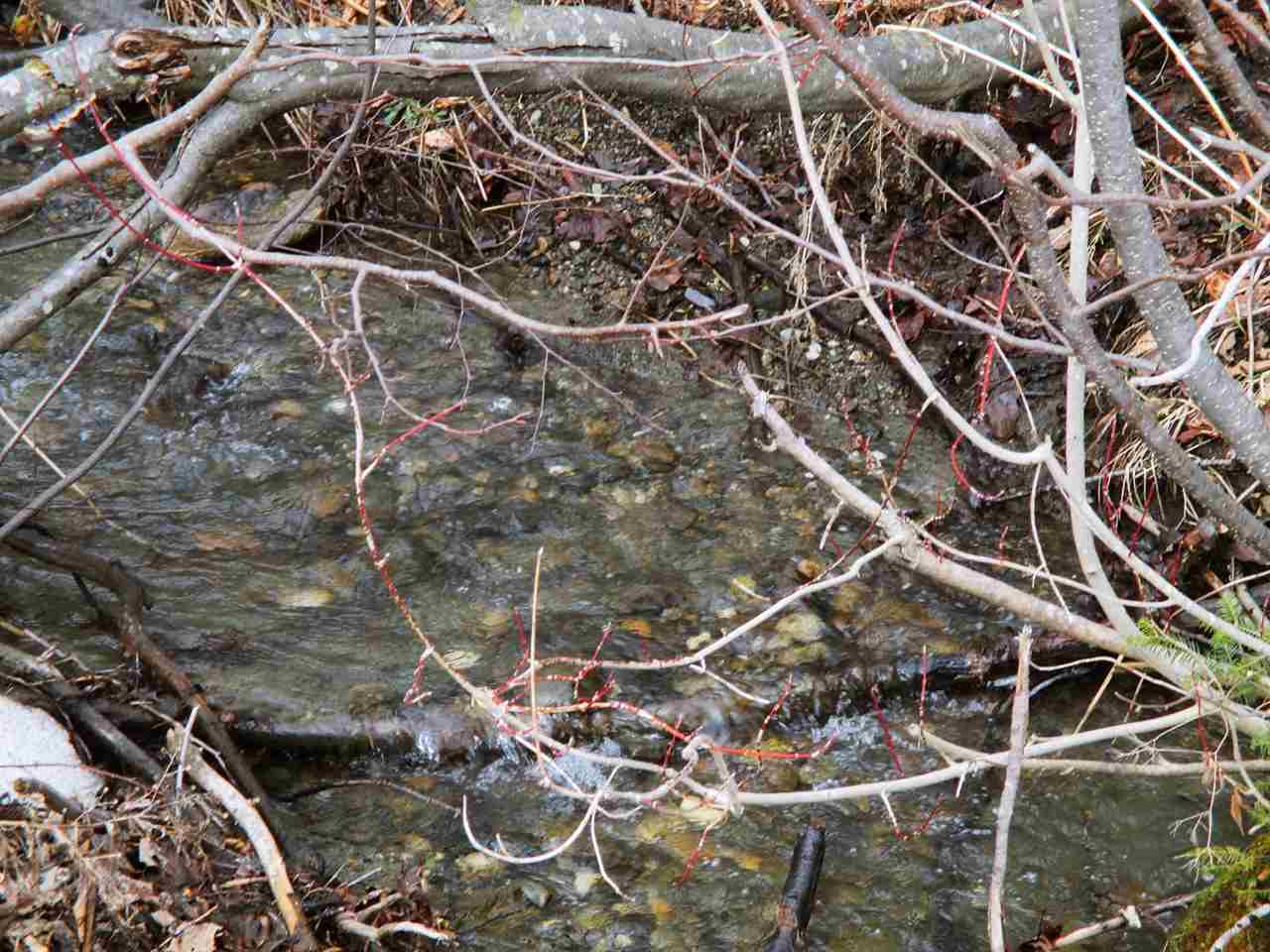 1915 Toad Pond Road Morgan, VT 05853 - Photo 4 of 21
