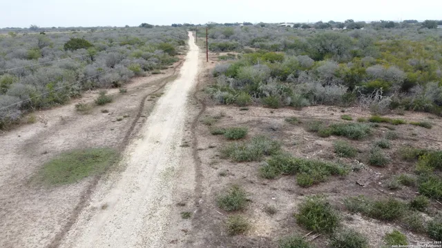 a view of a dry trees with mountain view