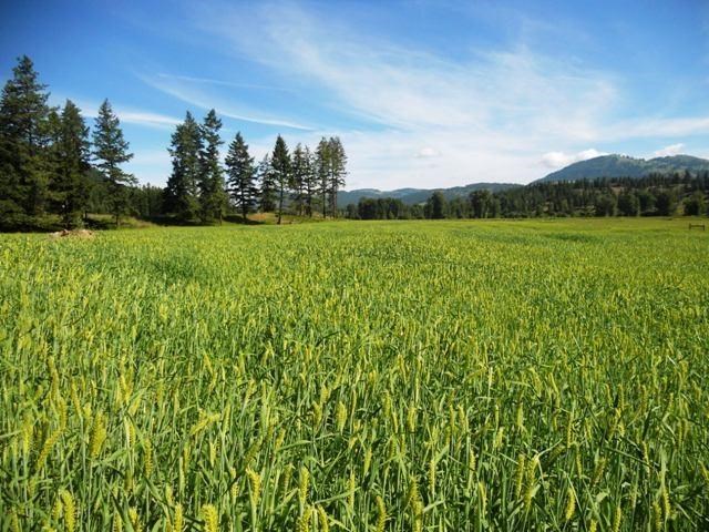 560 A Williams Lake Road Colville, WA 99114 - Photo 9 of 16 Gallery Image 9