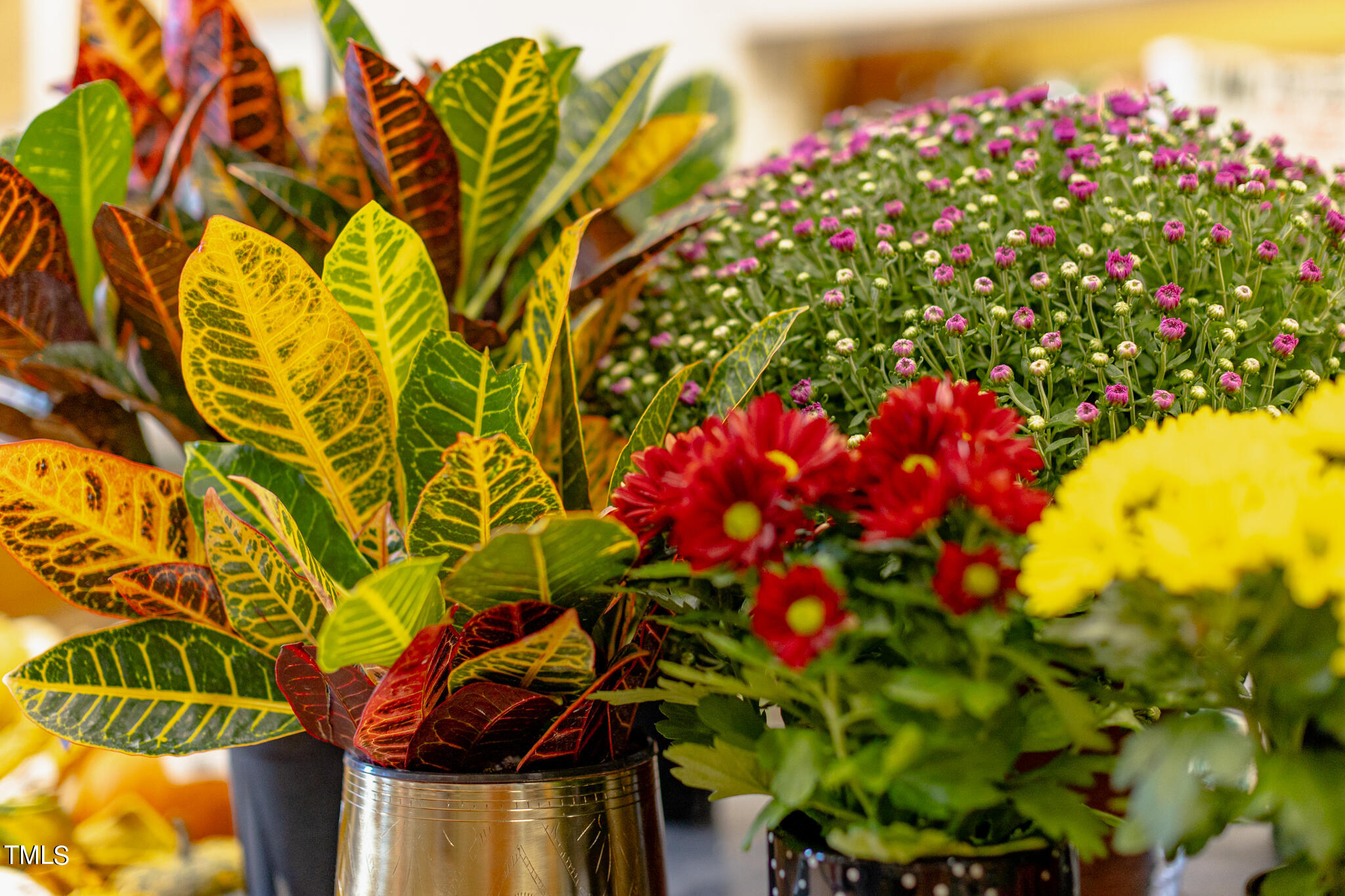 2 Seawell Avenue, Unit 105 Raleigh, NC 27601 - Photo 31 of 40 a view of a flower