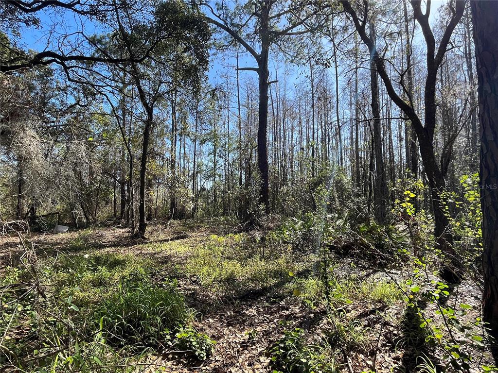 Mt Pleasant Road Groveland, FL 34736 - Photo 7 of 15