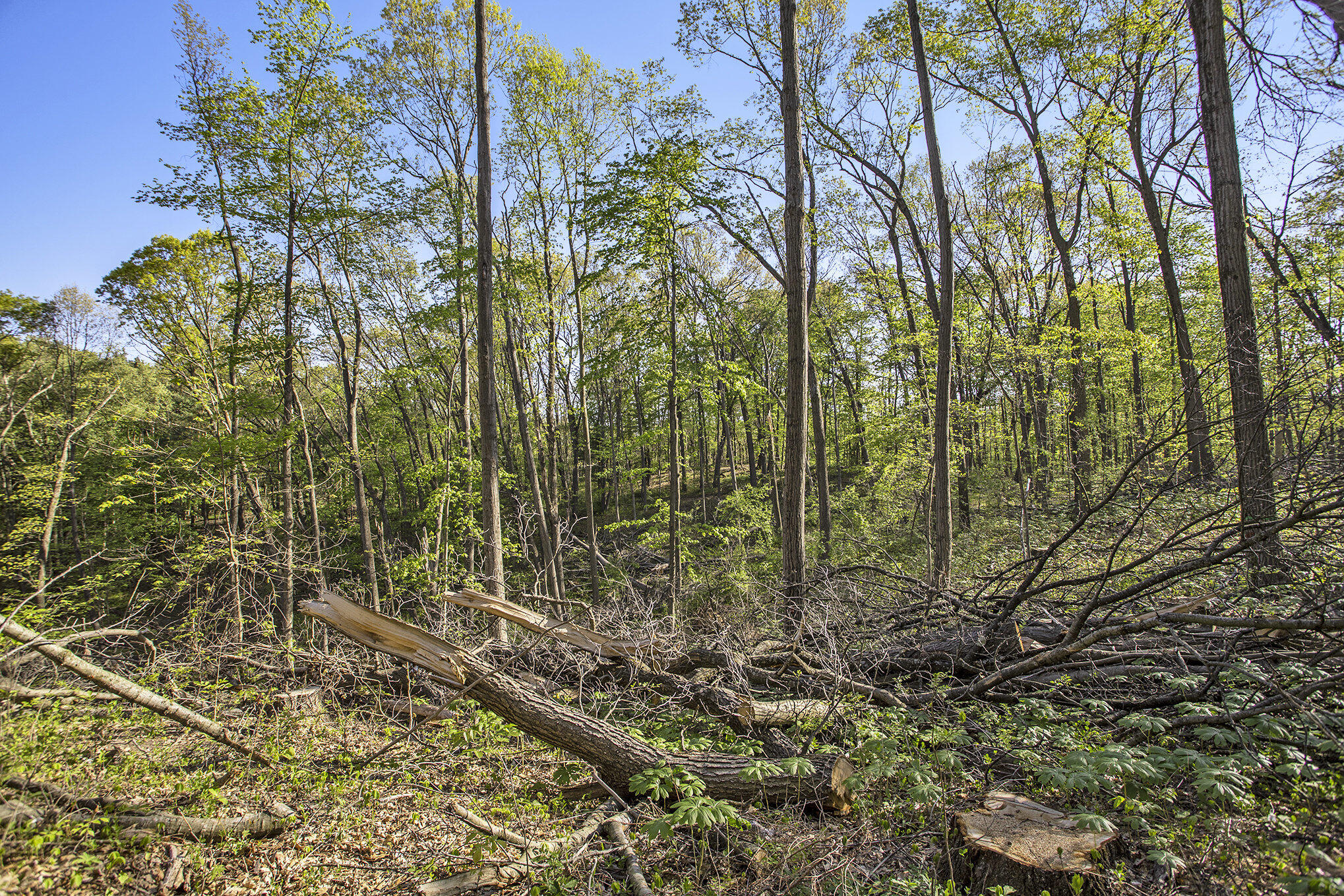 Bellevue Road Battle Creek, MI 49014 - Photo 5 of 13 005_file_285