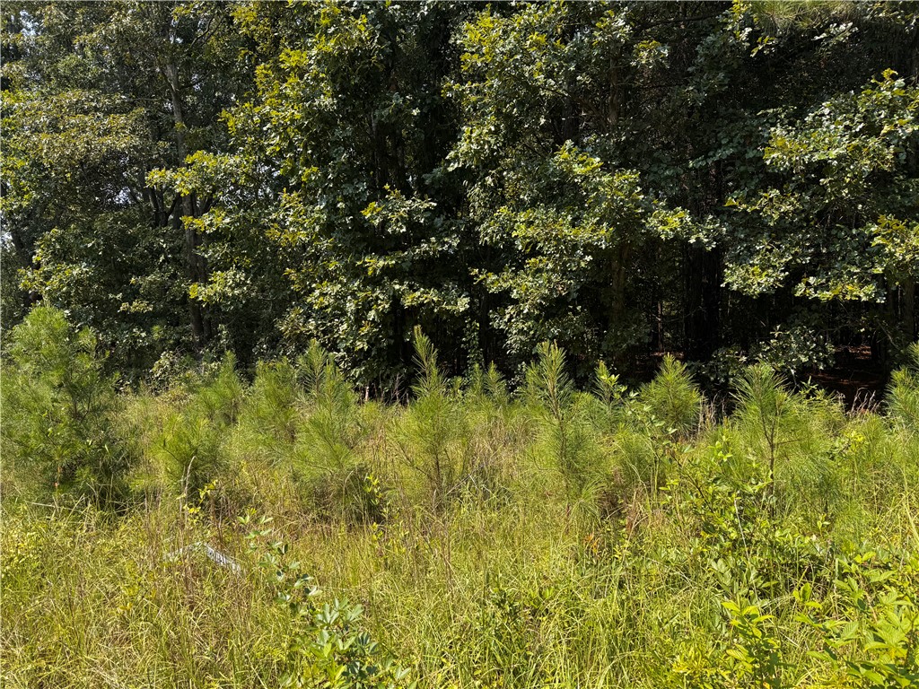 1616 Blue Ridge Avenue Belton, SC 29627 - Photo 5 of 6 A secluded plot of verdant land, awaiting development amidst dense foliage.