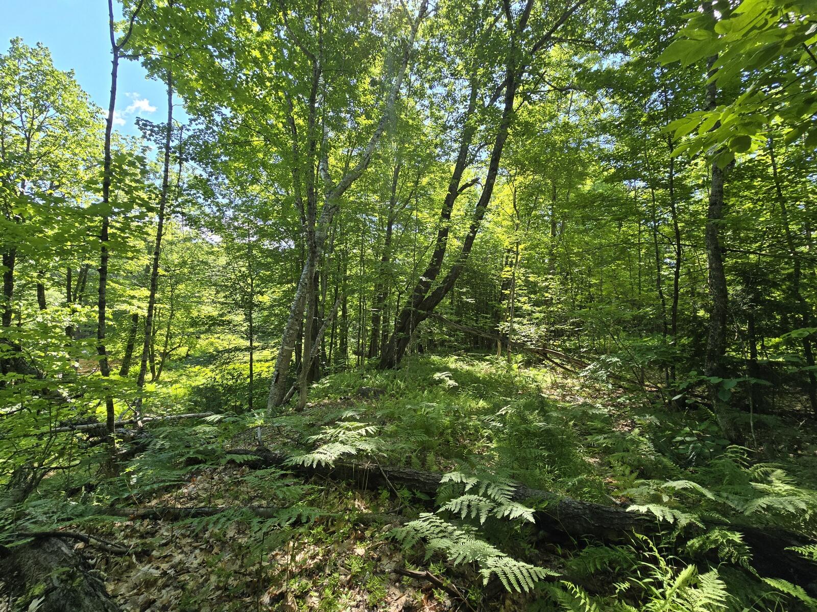 Lot 67 Temple Road Temple, ME 04984 - Photo 15 of 20 20260624_095740