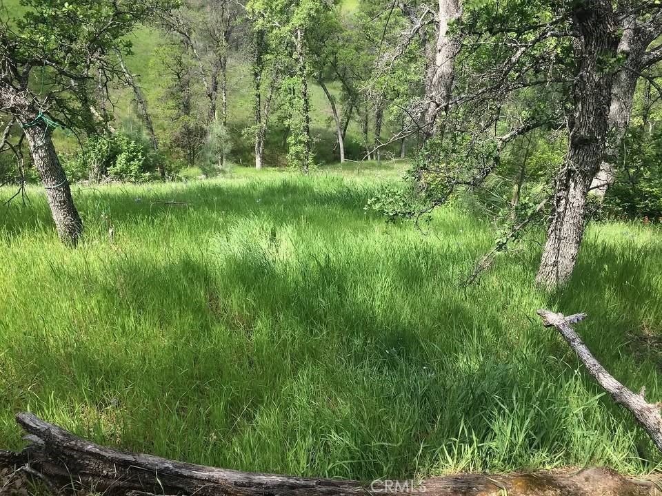 a view of a lush green space