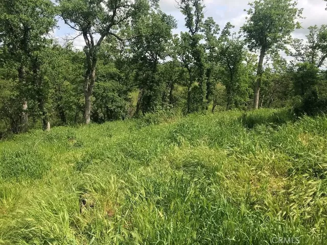 a view of a lush green forest with trees in the background