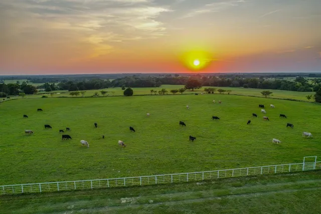 a view of an ocean from a yard