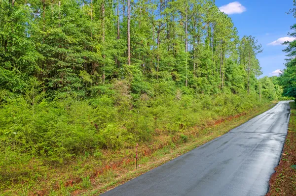 a yard with lots of trees