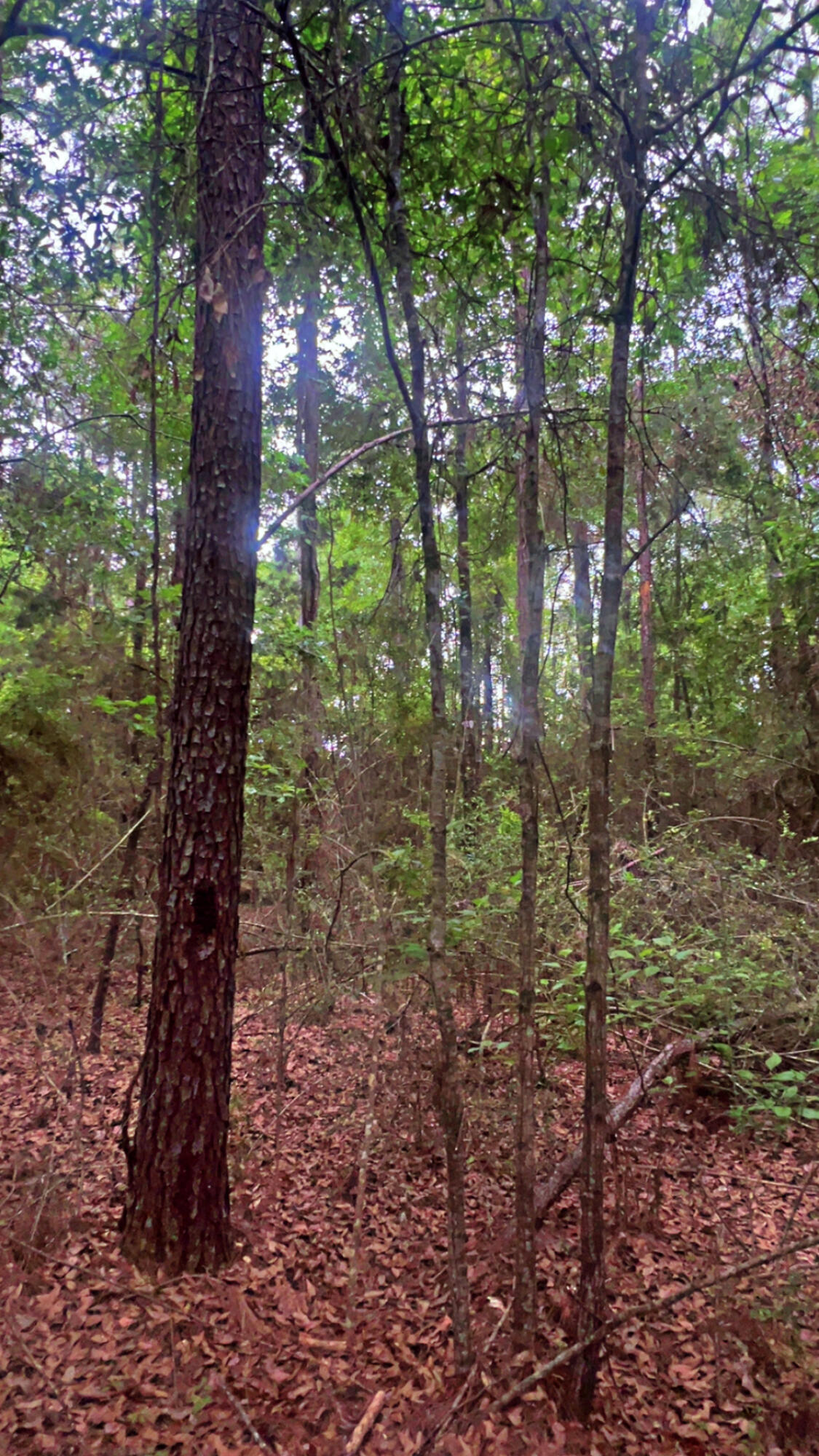 6.12-ac Clary Road Laurel Hill, FL 32567 - Photo 4 of 7 a yard with lots of trees