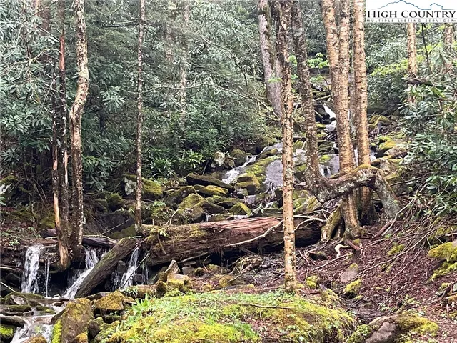 a view of a tree with a yard