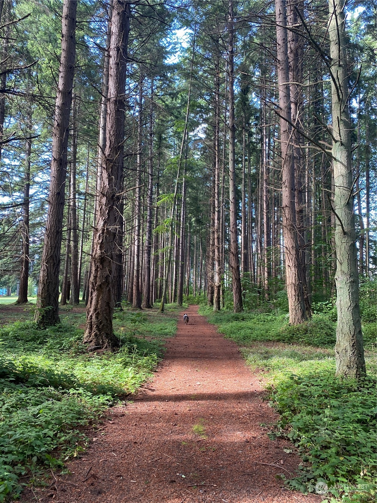 83-B Port Gardner Drive Hat Island, WA 98201 - Photo 29 of 33 a backyard of a house with lots of green space