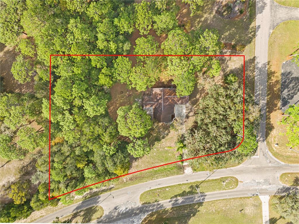 20045 Southwest 88th Place Road Dunnellon, FL 34431 - Photo 36 of 53 a close up of a tree