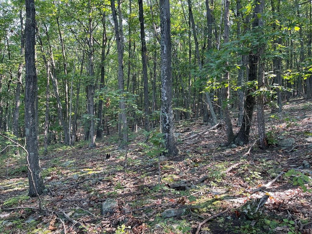 Lot 8 Rice Road Clearville, PA 15535 - Photo 4 of 13 a view of a forest with trees in the background