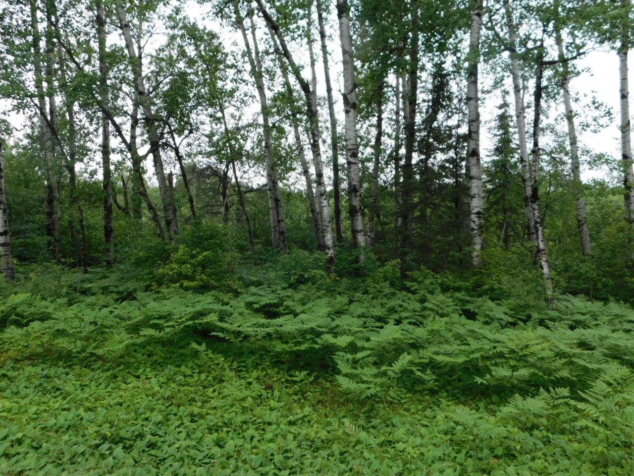 Lot 3 Brown Creek Rhinelander, WI 54501 - Photo 5 of 7 Gallery Image 5