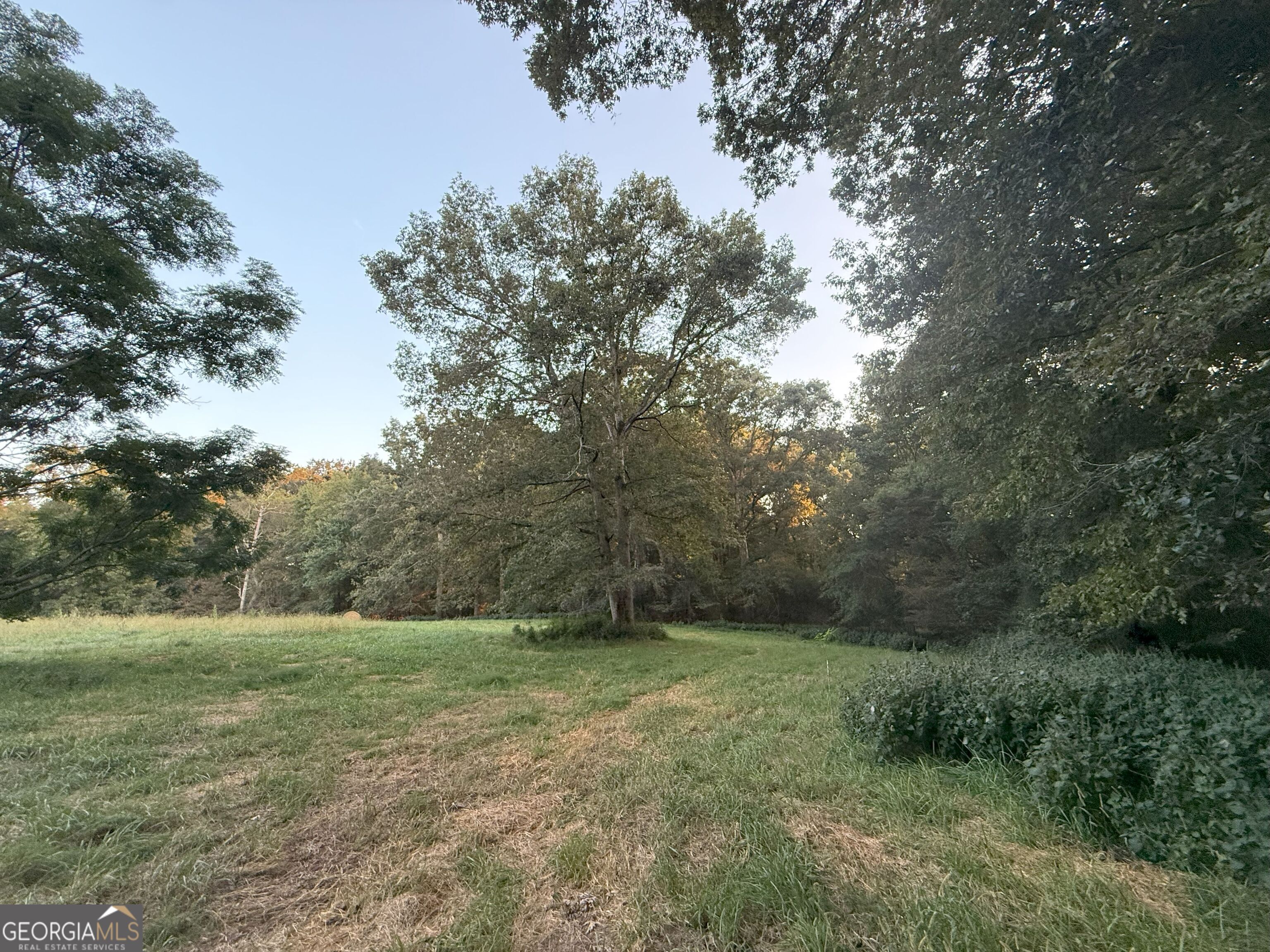 9 West L Williams Road Commerce, GA 30530 - Photo 18 of 34 a big yard with lots of green space and deers