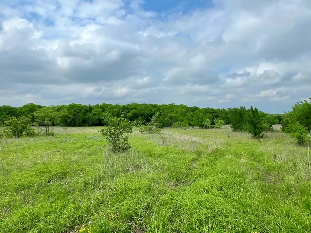 a view of a big yard with plants and a large tree