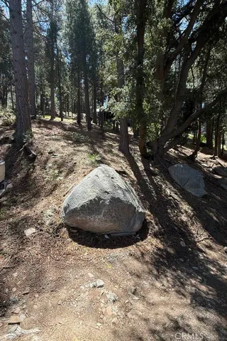 a view of a trees in a yard