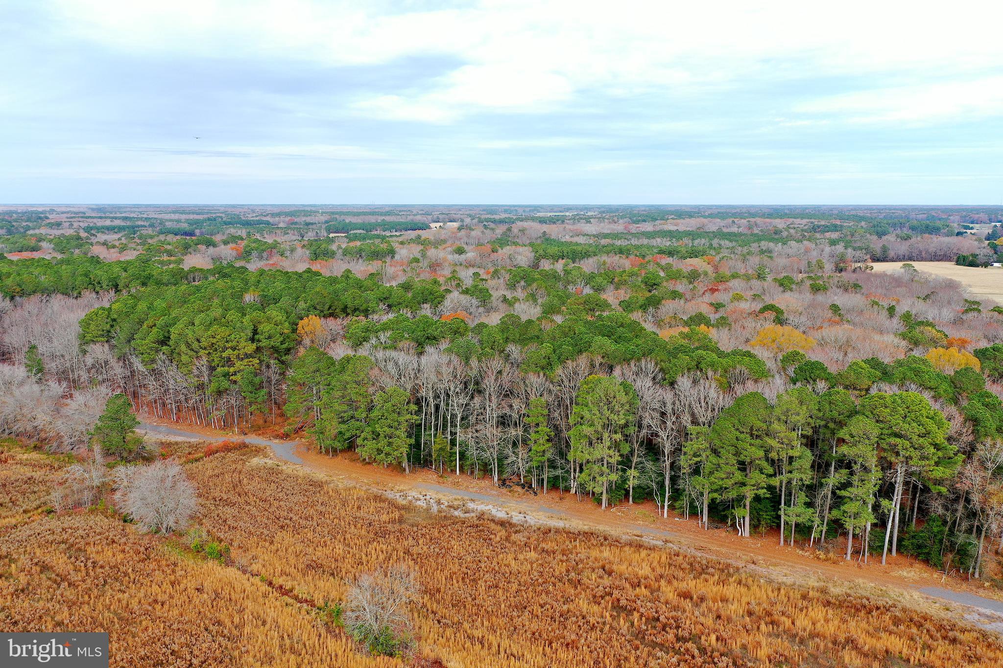 Parcel #169 Georgetown Road Berlin, MD 21811 - Photo 6 of 15