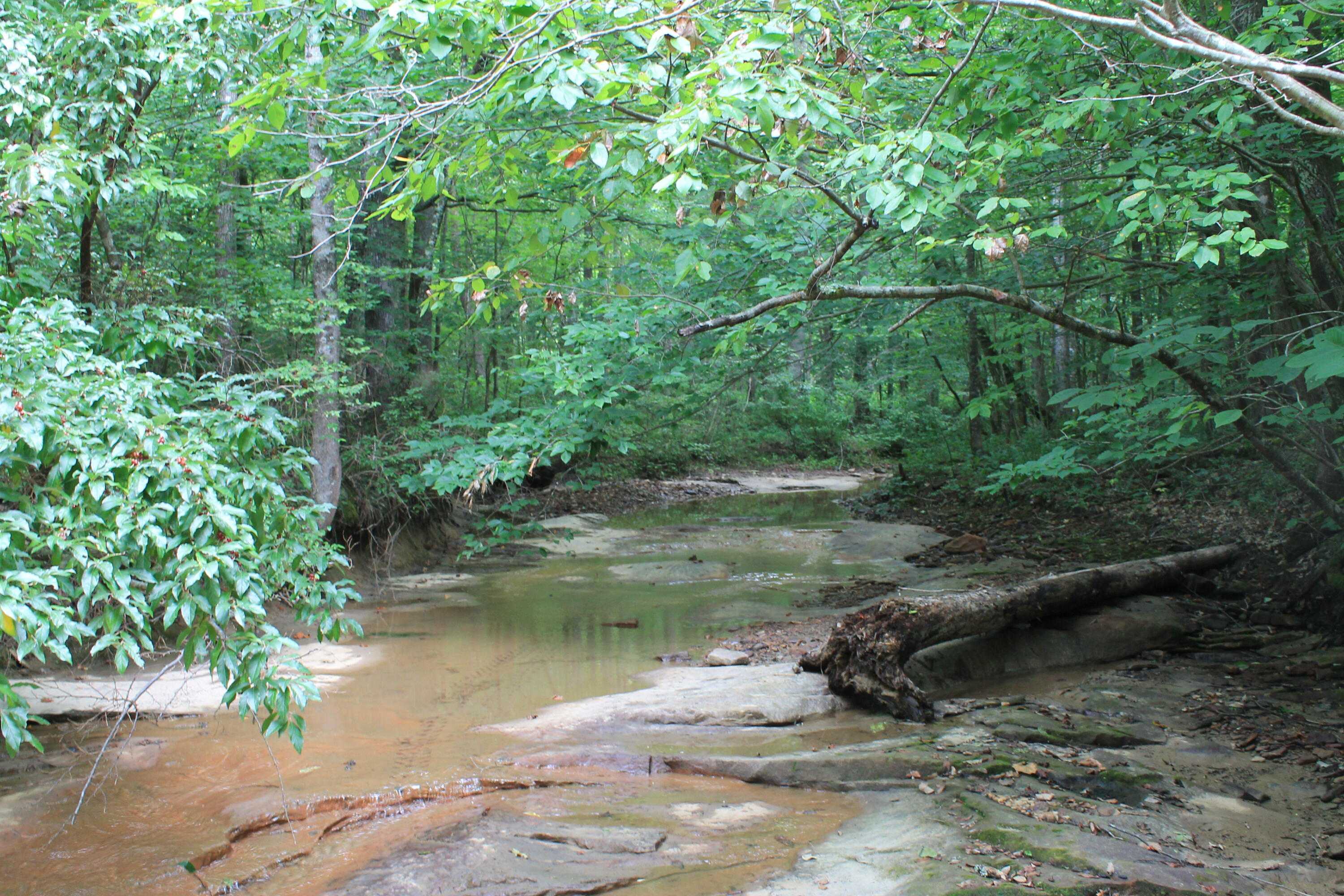 3 Straight Fork Road, Unit TRACT 3 Huntsville, TN 37756 - Photo 4 of 9 Creek on Tract3 (3)