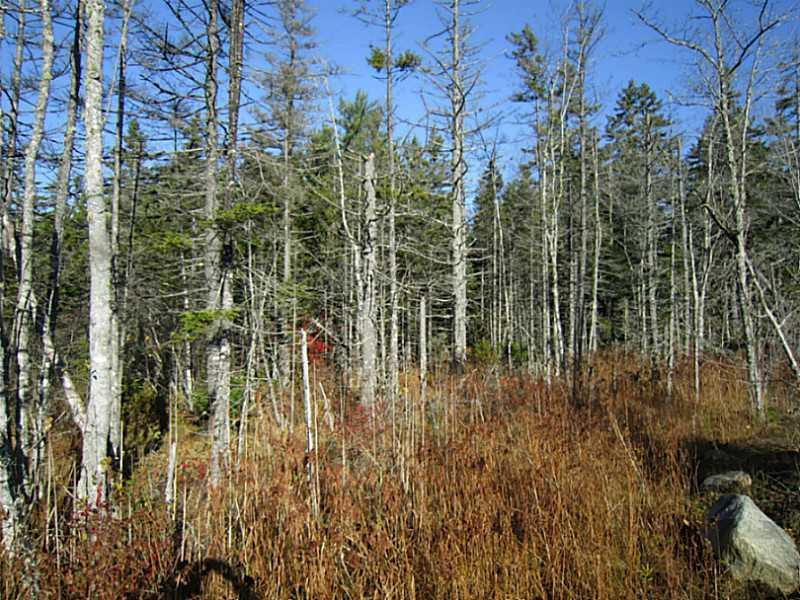 Lot Tbd Flye Point Road Brooklin, ME 04616 - Photo 12 of 14 Land.