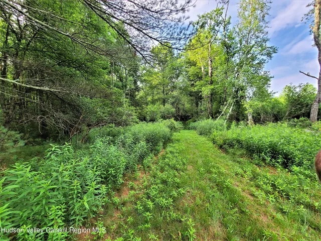 a view of a lush green forest