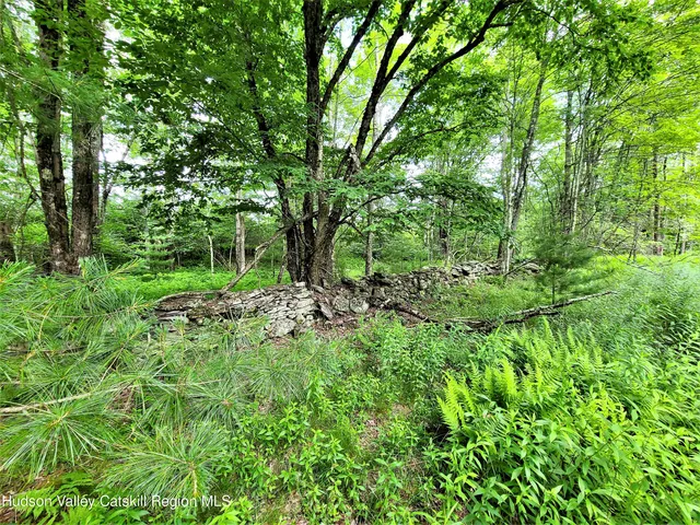 a view of a lush green forest