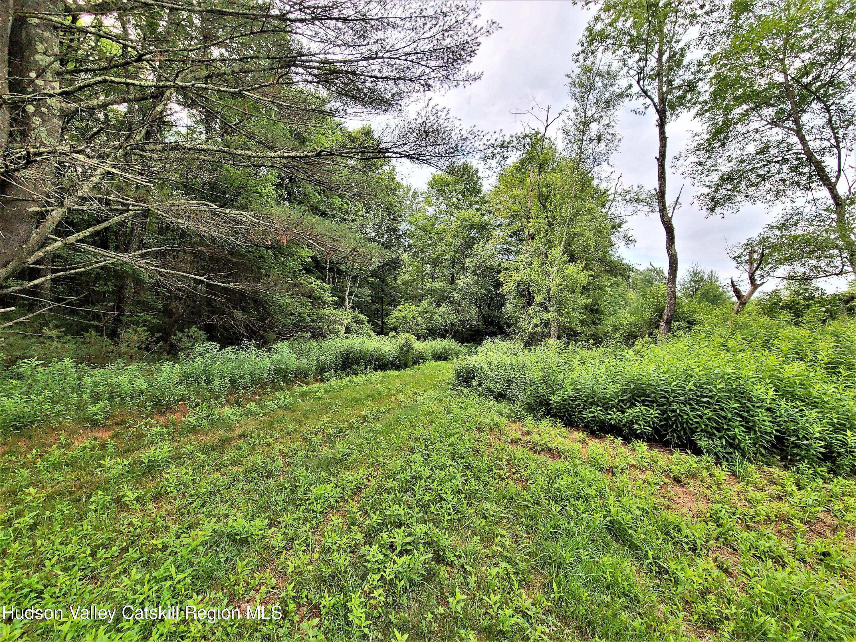 13 Mitchel Road White Lake, NY 12786 - Photo 19 of 29 a view of a lush green forest with large trees