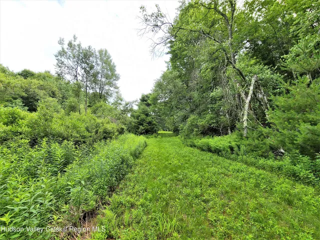 a view of a lush green forest with trees in the background