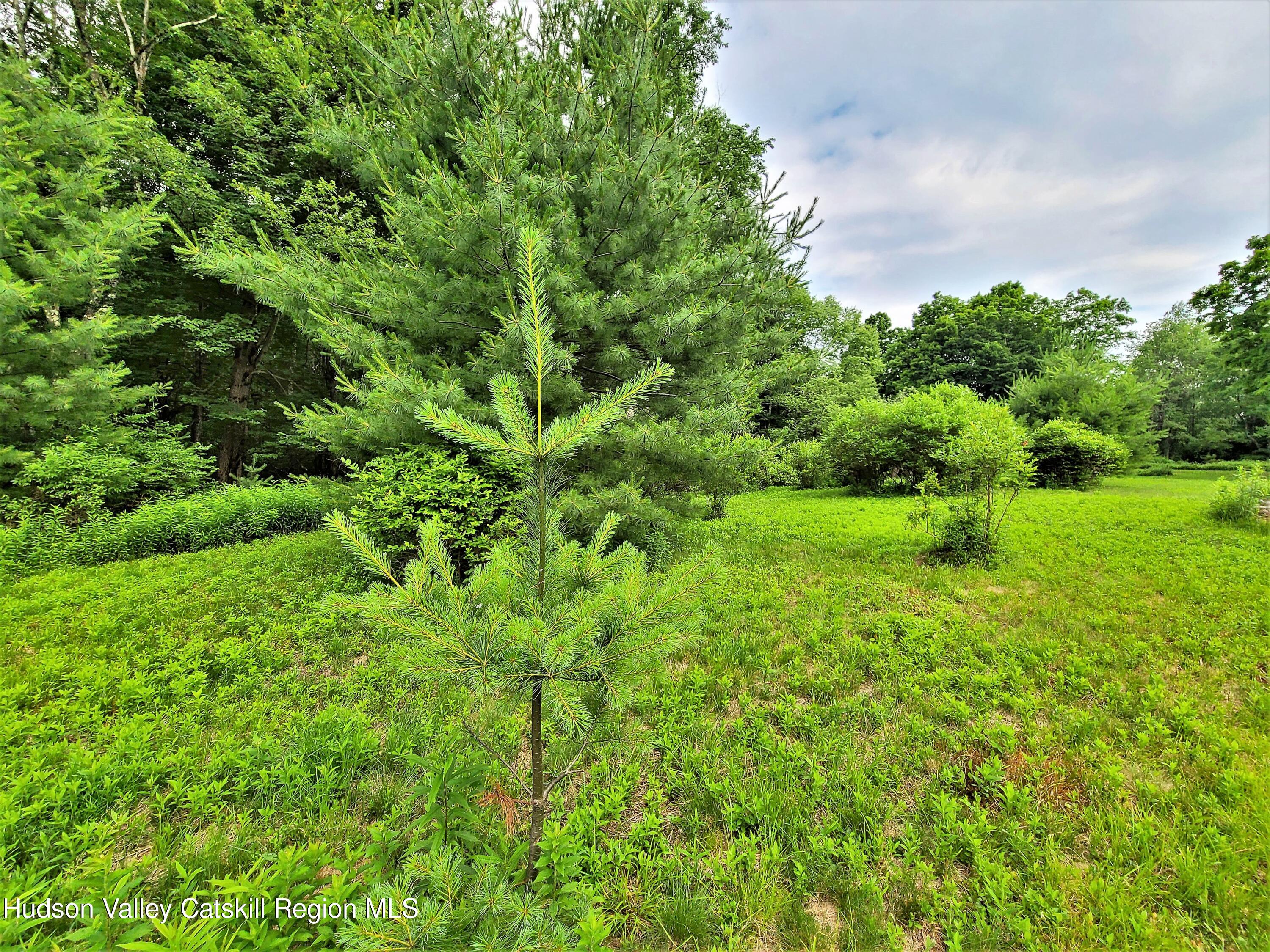 13 Mitchel Road White Lake, NY 12786 - Photo 22 of 29 a view of a garden with a tree