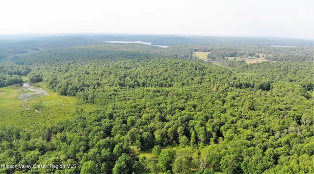 a view of a forest with a street
