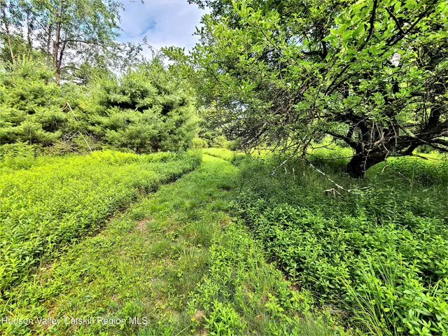 a view of a lush green forest with large trees
