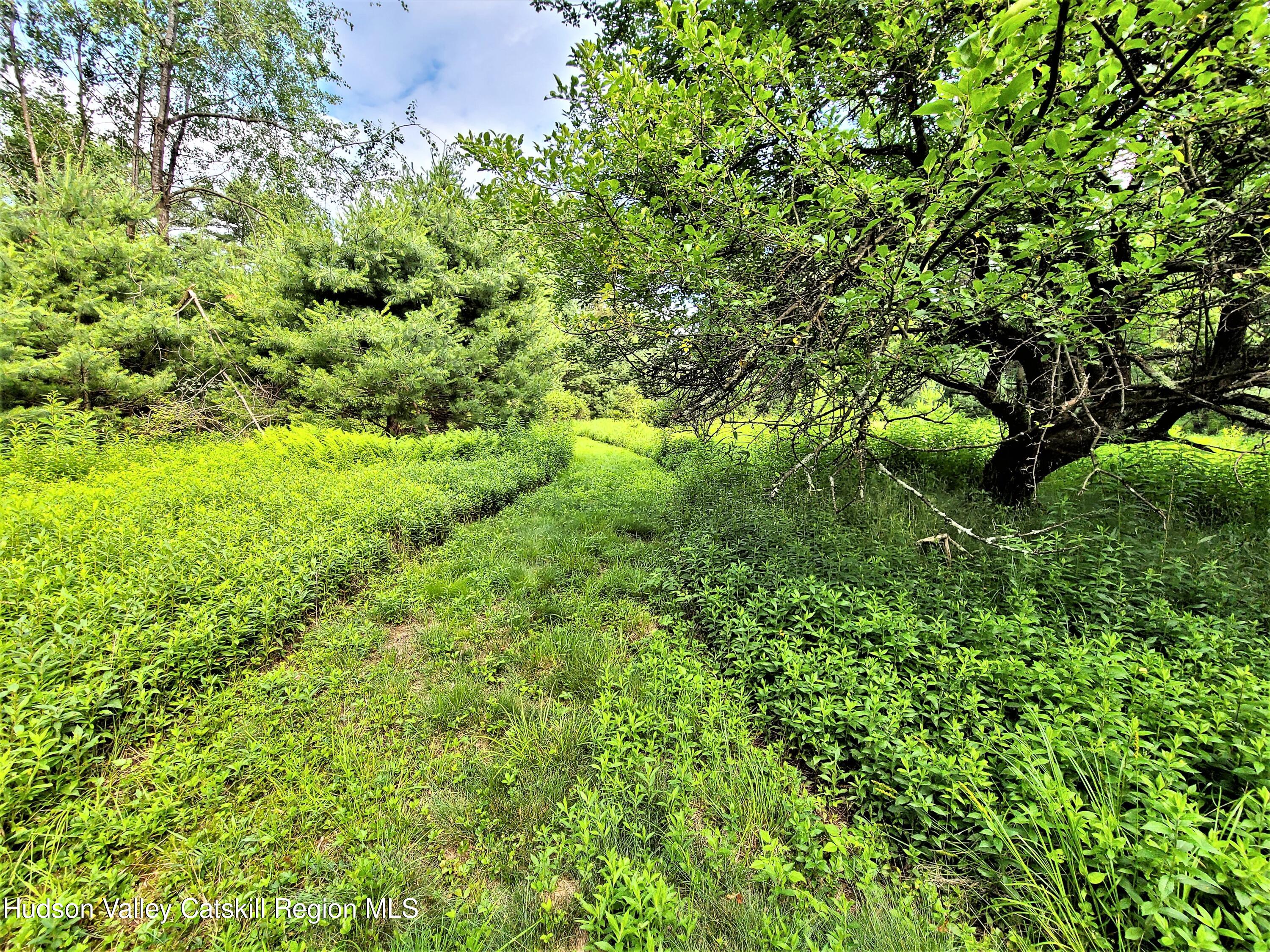 13 Mitchel Road White Lake, NY 12786 - Photo 3 of 29 a view of a lush green forest with large trees