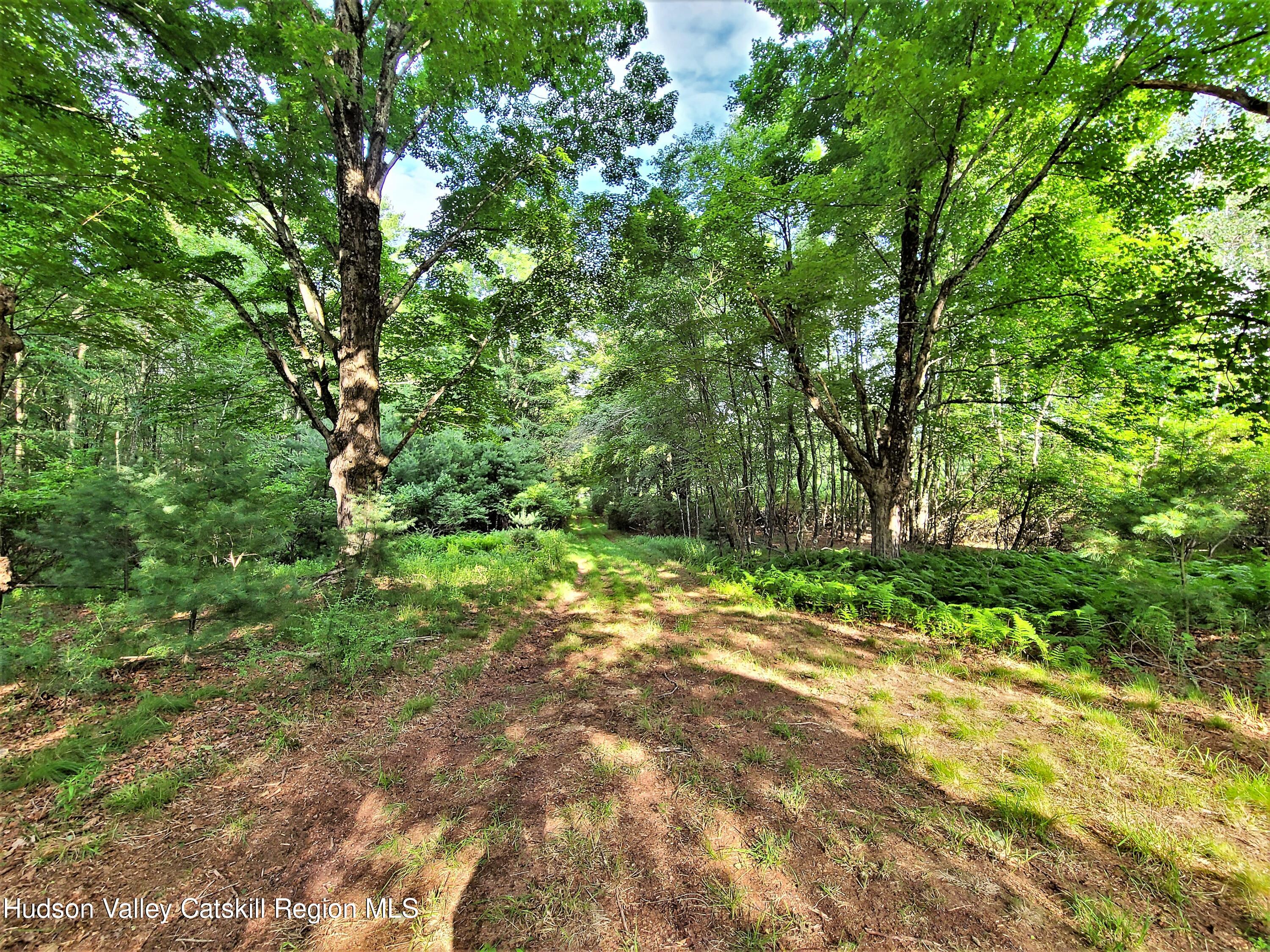 13 Mitchel Road White Lake, NY 12786 - Photo 7 of 29 a view of a yard with plants and large trees