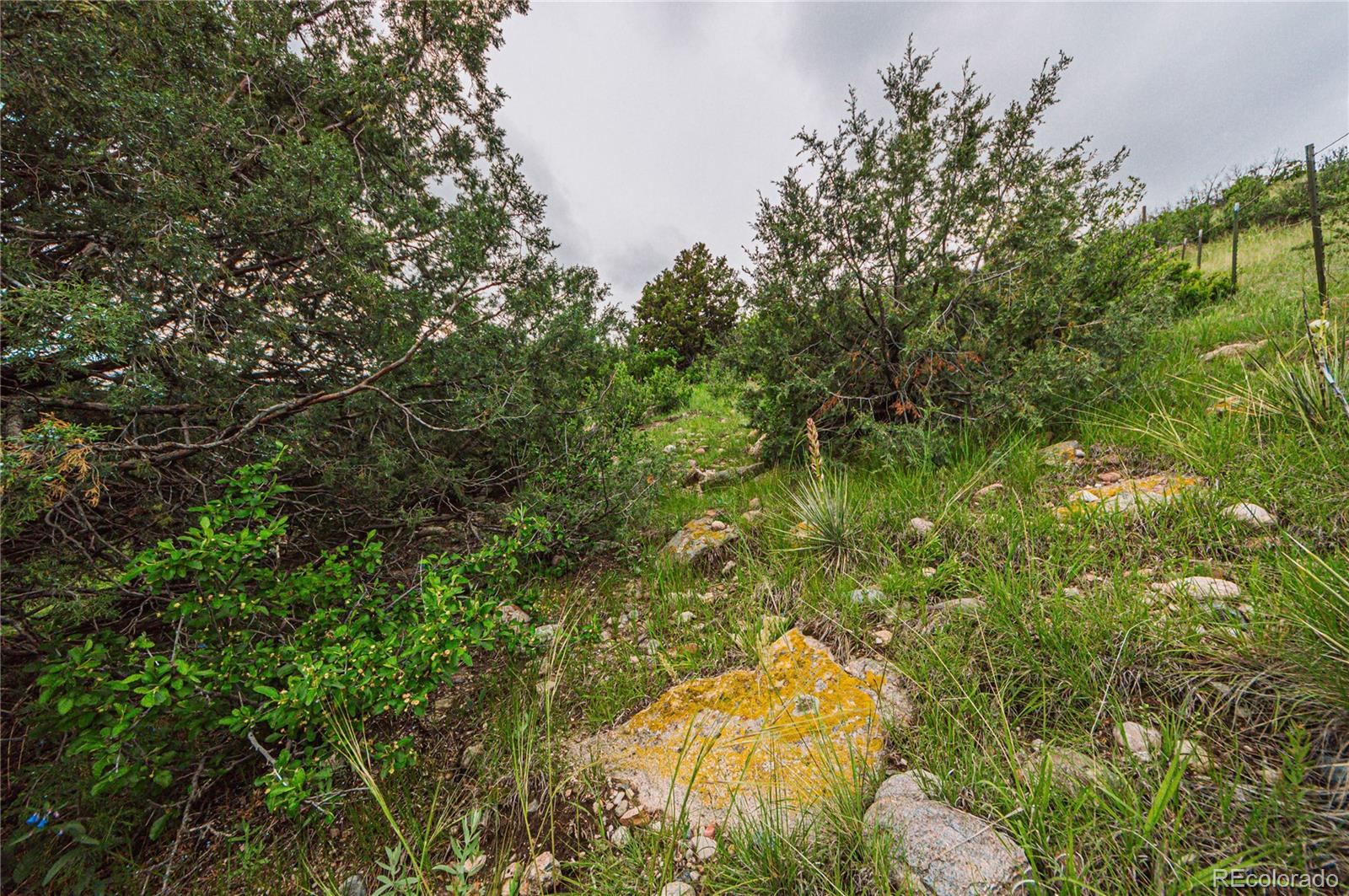 86 Highway 86 Franktown, CO 80116 - Photo 18 of 30 a backyard of a house with lots of trees