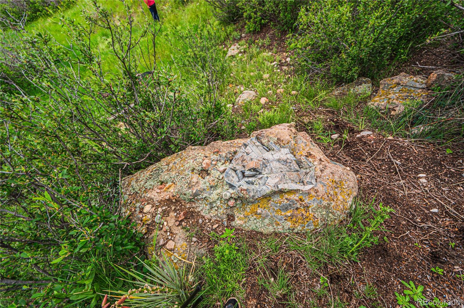 86 Highway 86 Franktown, CO 80116 - Photo 8 of 30 a view of a garden with plants and large trees