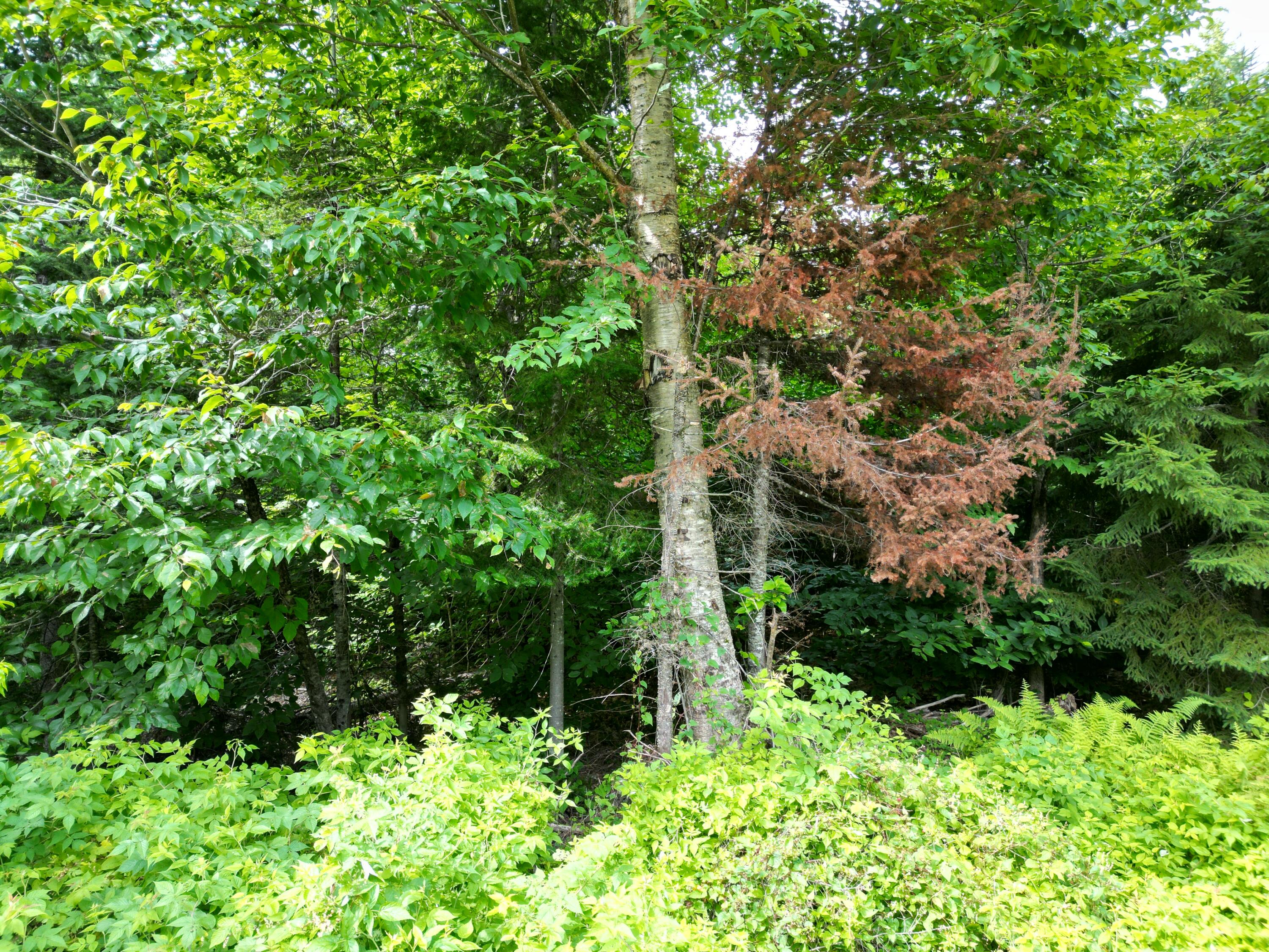 Lot 28 Off Ames Road Lee, ME 04455 - Photo 4 of 17 DJI_0966