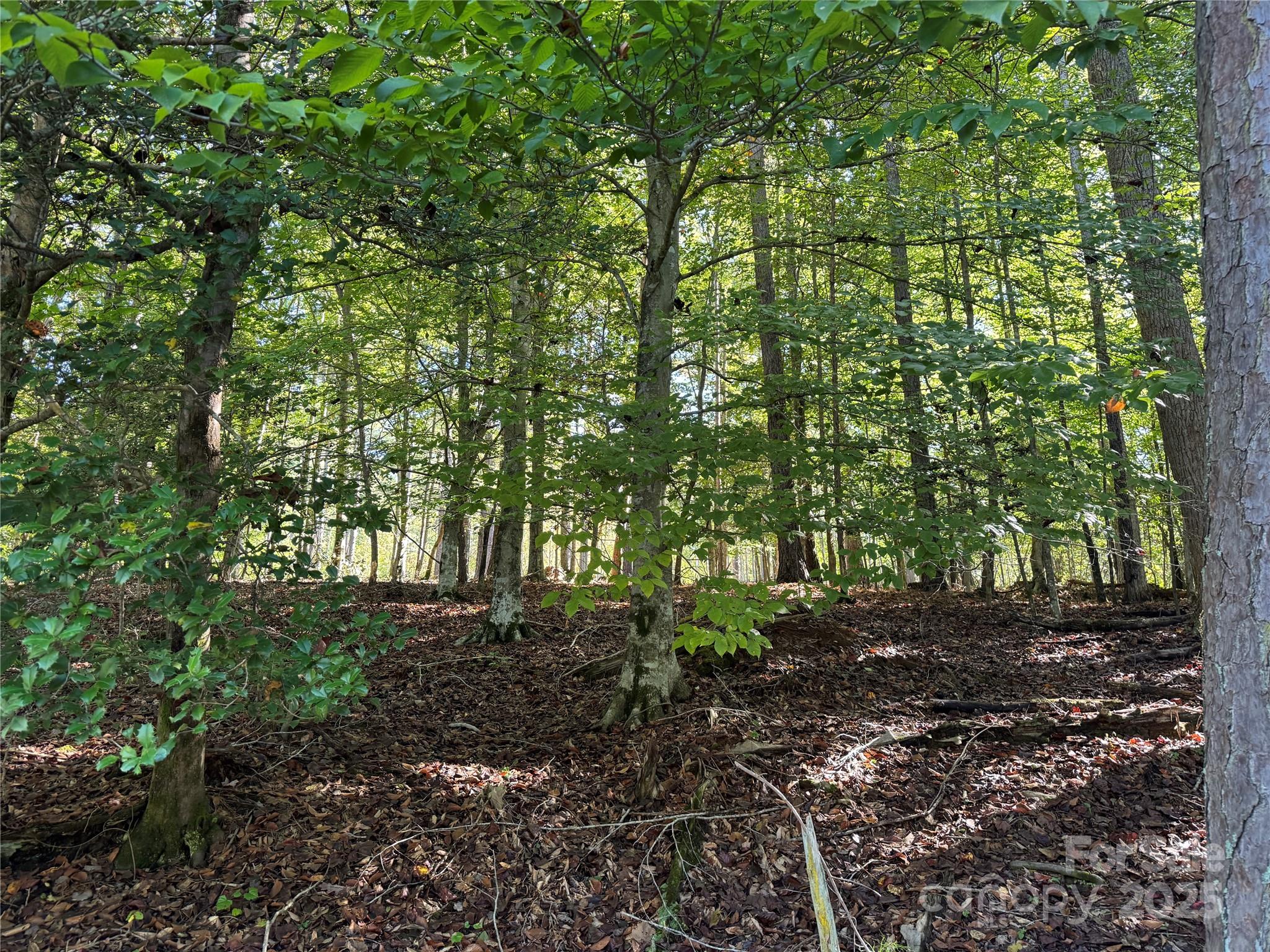 0 Hayes Mill Road, Unit A1 Granite Falls, NC 28630 - Photo 28 of 34 a big yard with lots of green space and trees