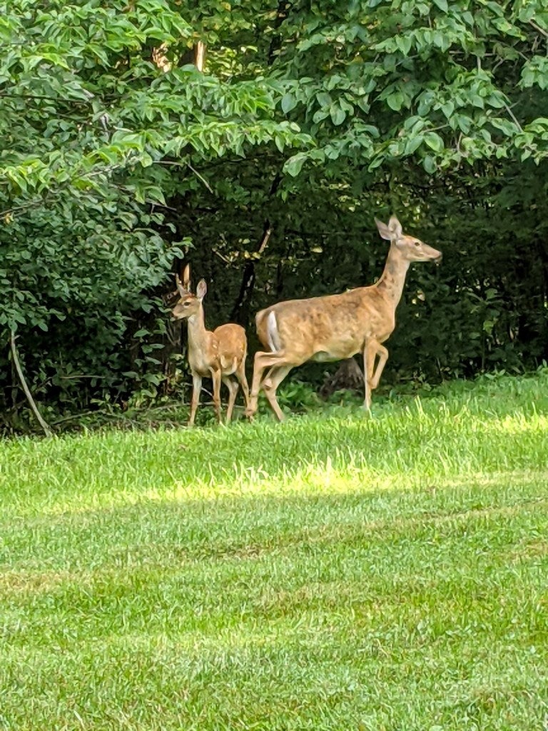 26-acres Tobler Road Rural Retreat, VA 24368 - Photo 15 of 60 Gallery Image 15