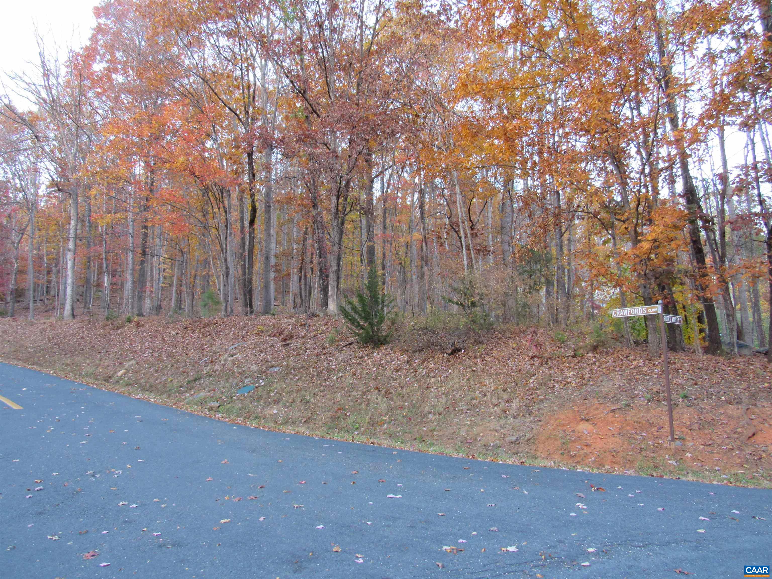 a view of backyard with tree