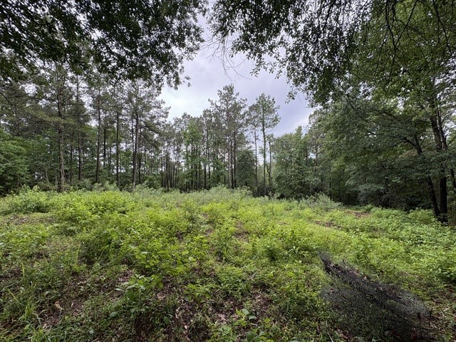 268 Cedar Valley Road Coldspring, TX 77331 - Photo 1 of 29
