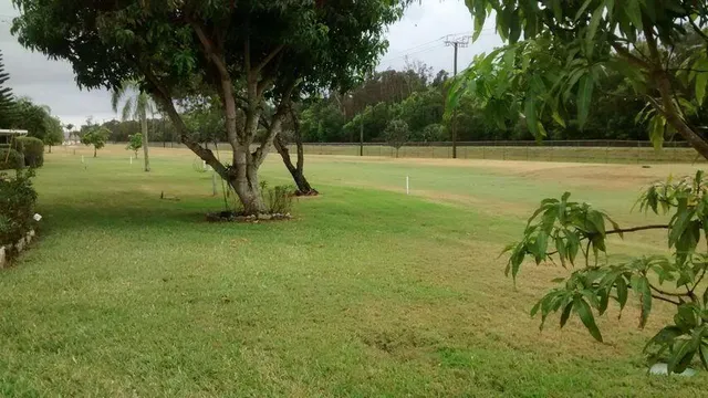 a view of a field with a tree