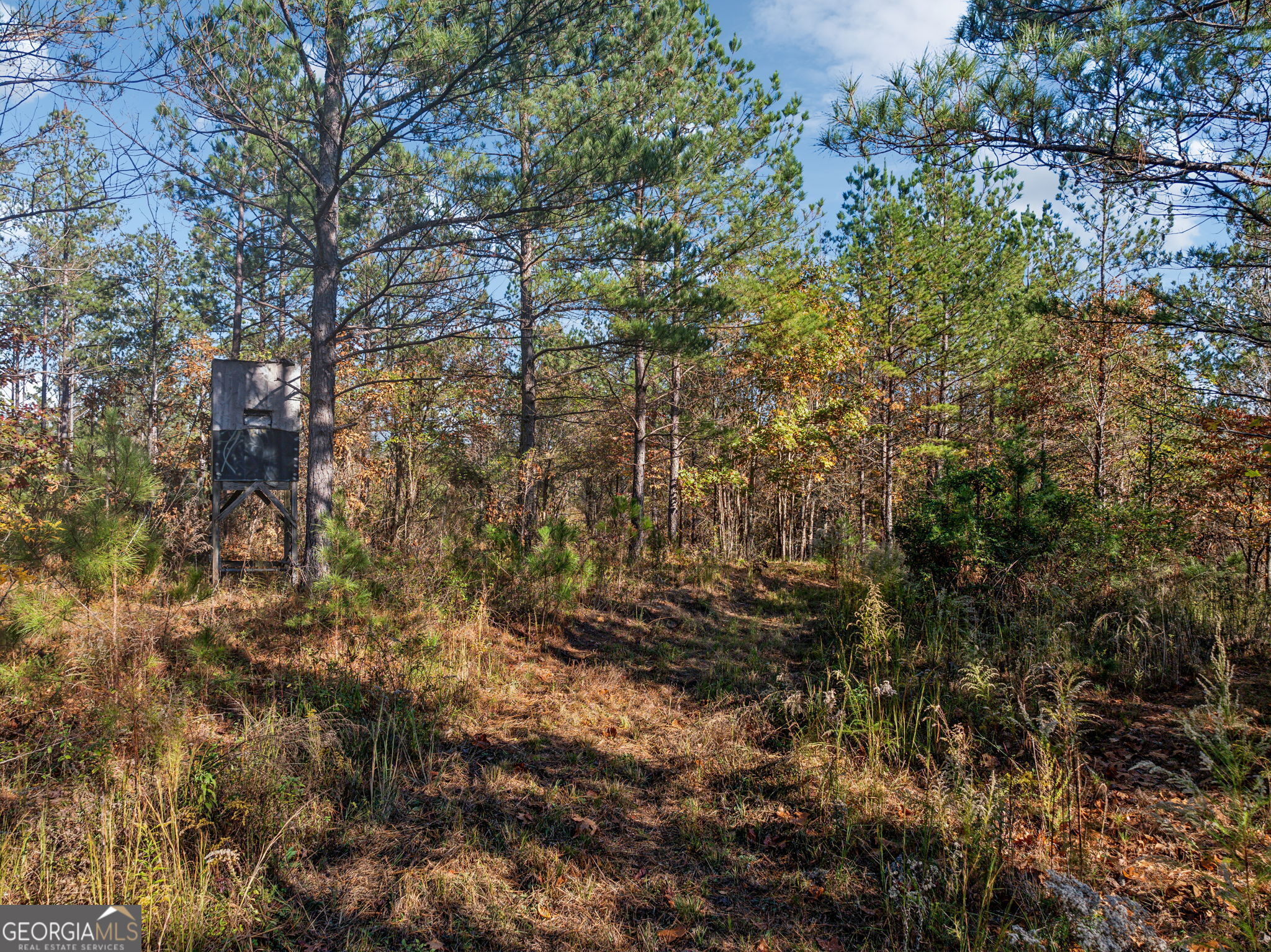 0 Cherokee County 62 Gaylesville, AL 35973 - Photo 11 of 16 a view of forest