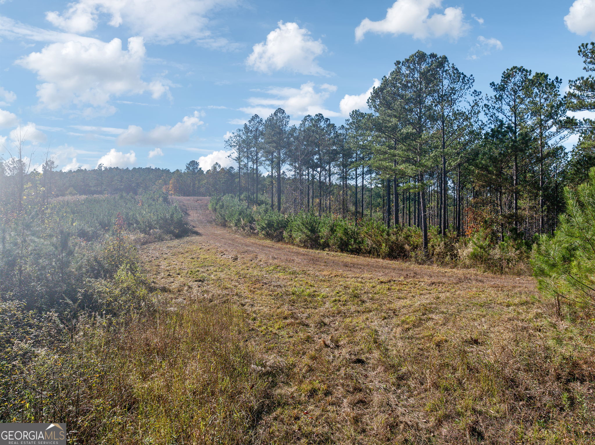 0 Cherokee County 62 Gaylesville, AL 35973 - Photo 12 of 16 a view of a backyard of the house