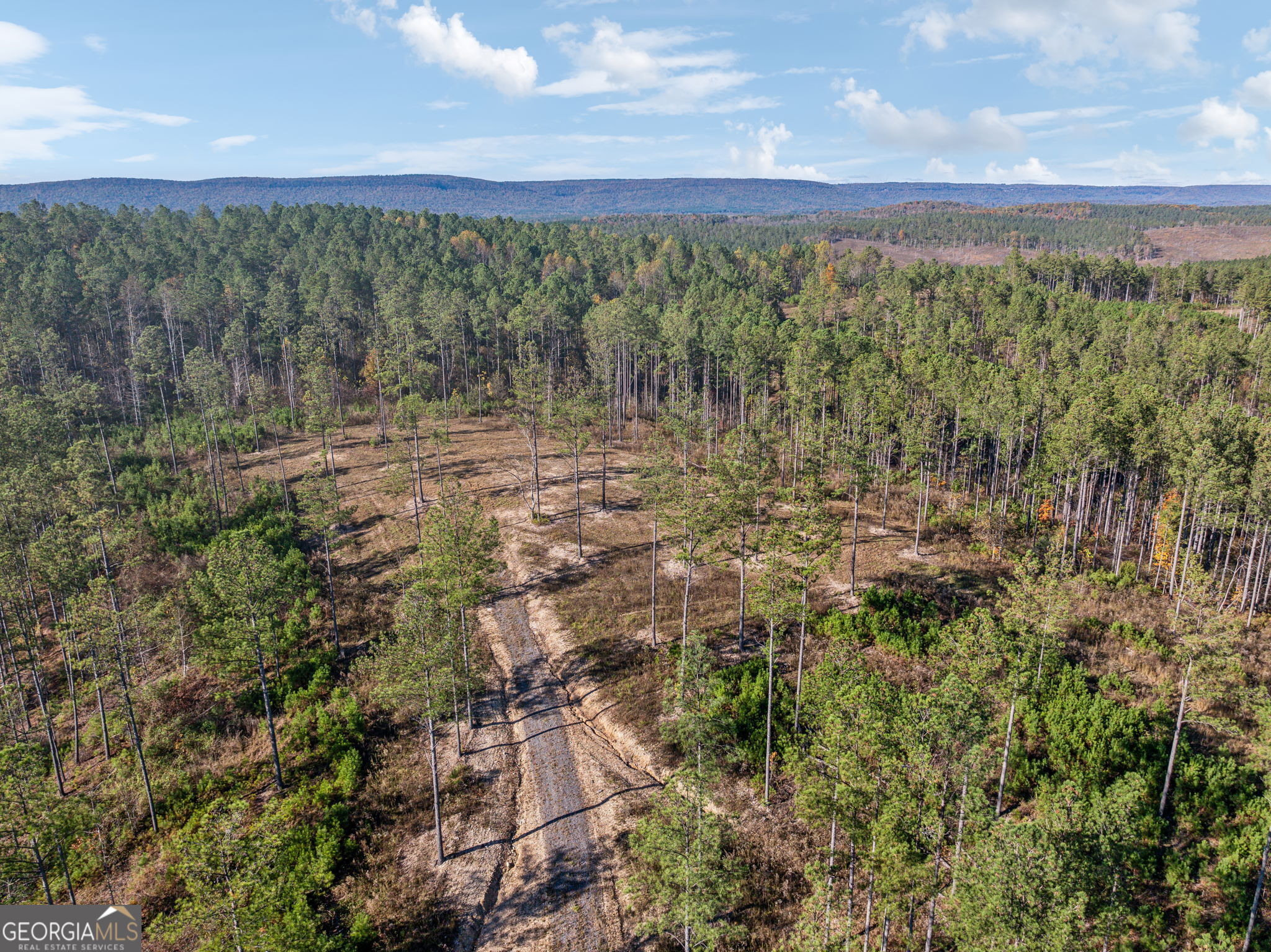 0 Cherokee County 62 Gaylesville, AL 35973 - Photo 15 of 16 a view of a green field with lots of bushes