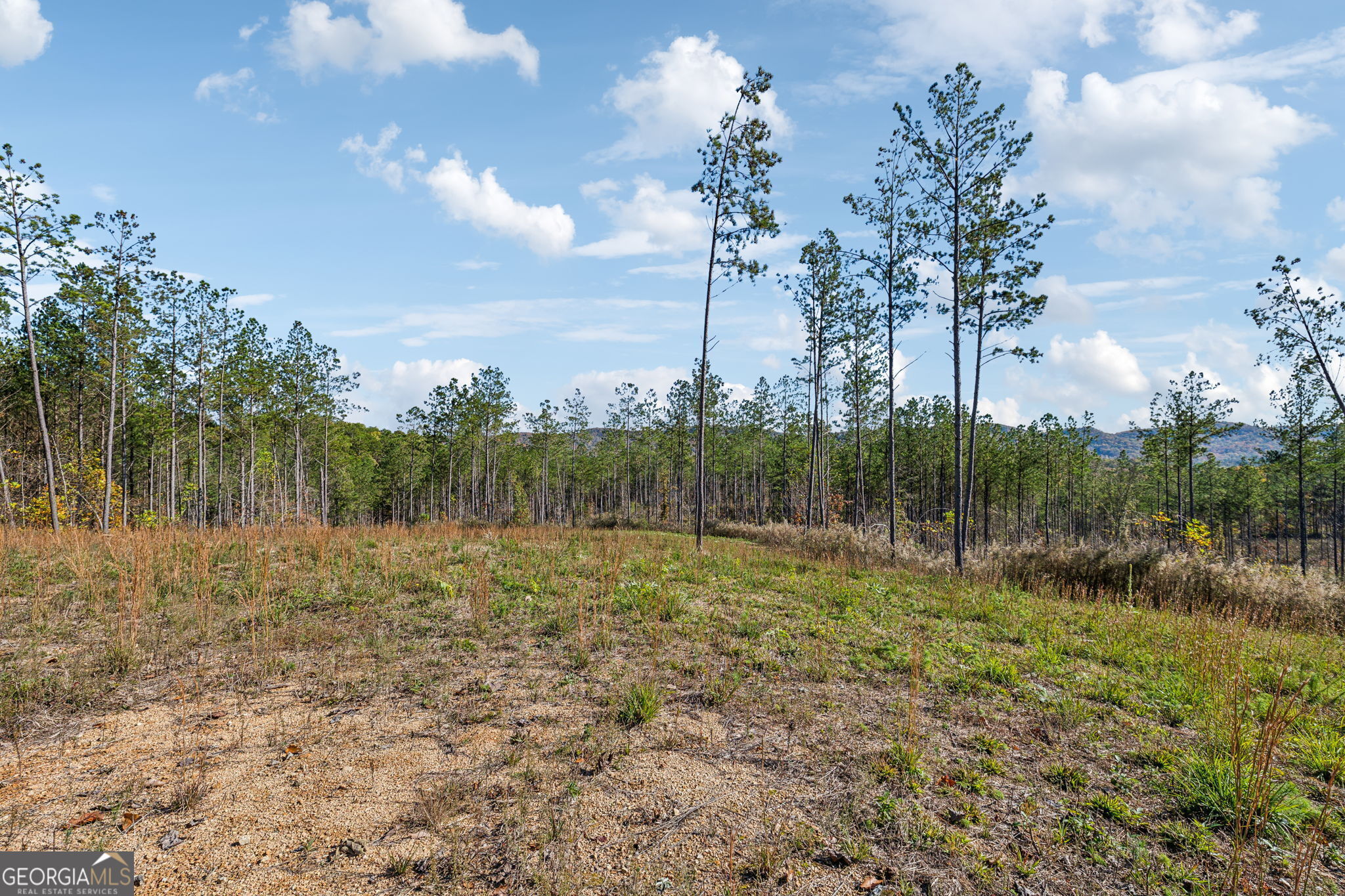 0 Cherokee County 62 Gaylesville, AL 35973 - Photo 5 of 16 a big yard with lots of green space and plants