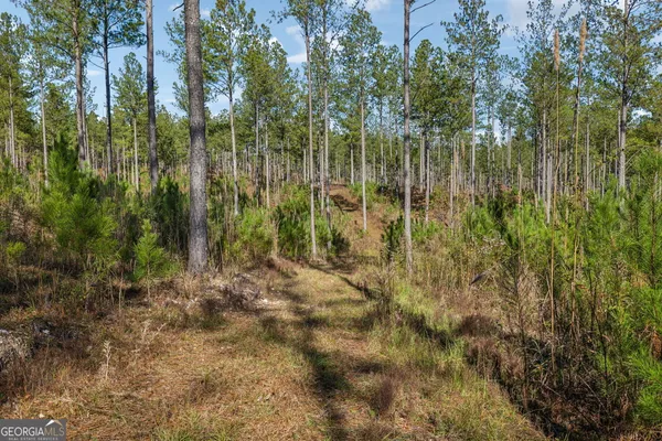 a view of a yard with trees