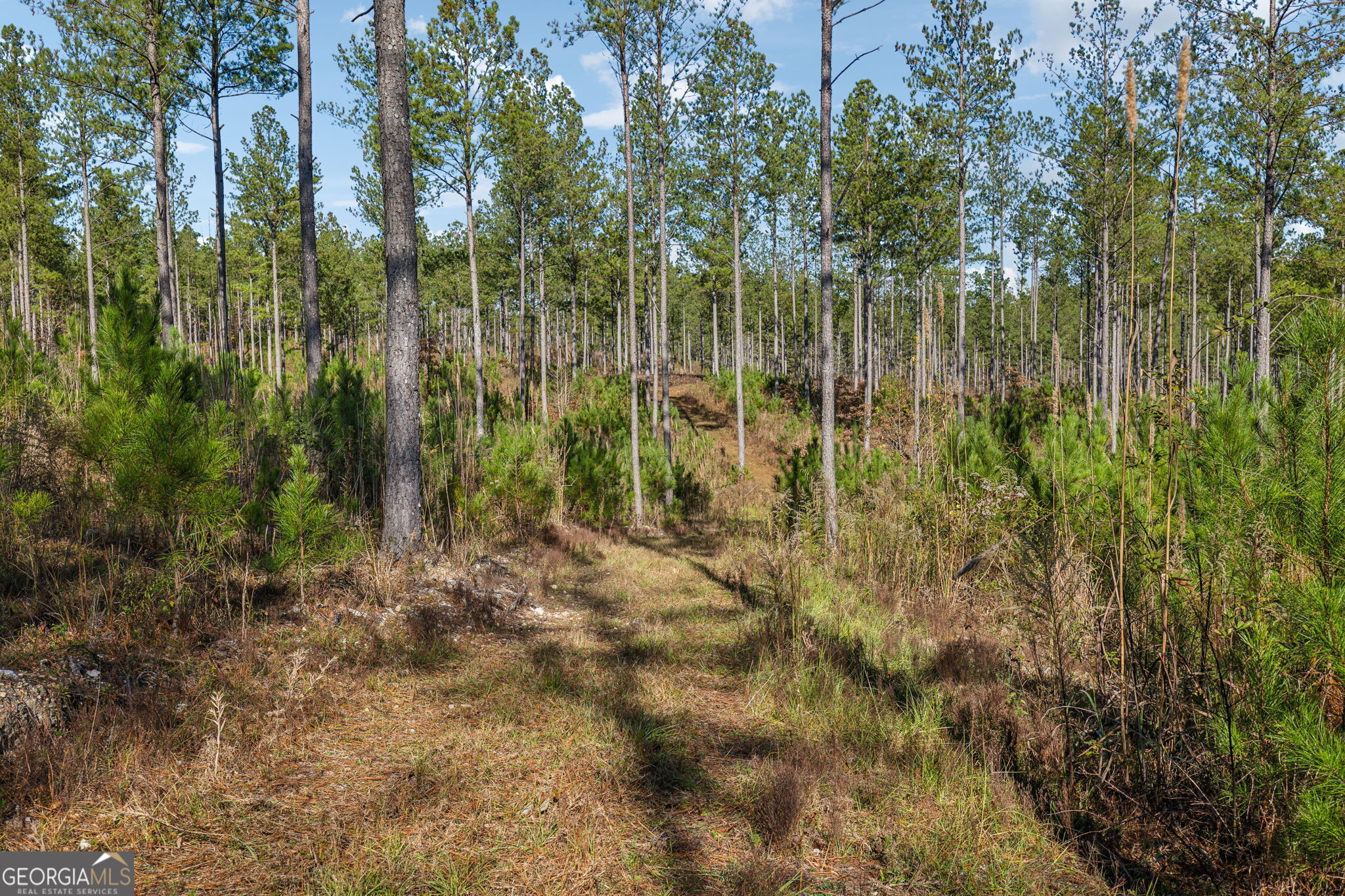 0 Cherokee County 62 Gaylesville, AL 35973 - Photo 7 of 16