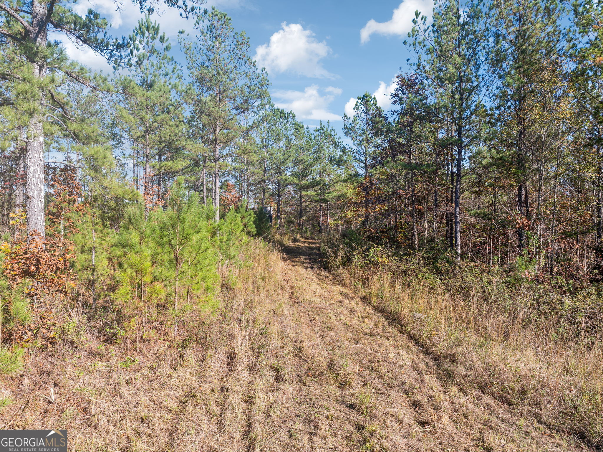 0 Cherokee County 62 Gaylesville, AL 35973 - Photo 10 of 16 a view of a yard with trees