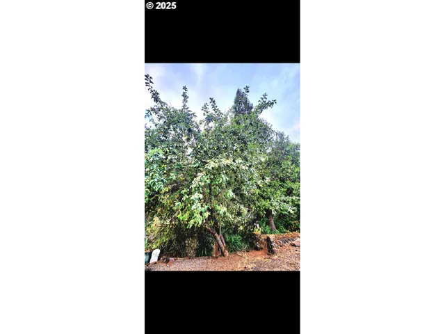 $295,000 | 711 Plin Street, Myrtle Creek, OR 97457